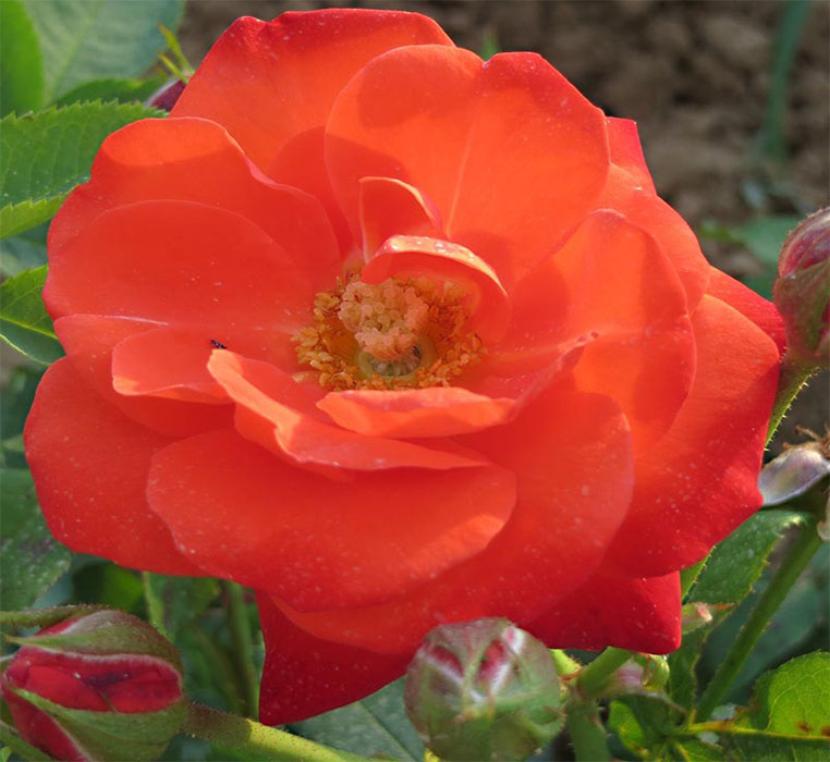 rosier orange-sensation
